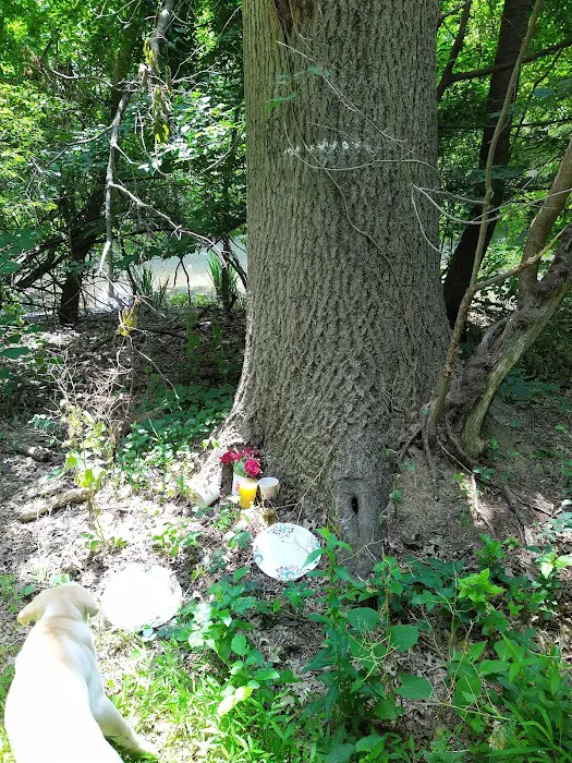 Michael S. Bezega Wetland Observation Area Picture 1