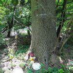 Michael S. Bezega Wetland Observation Area