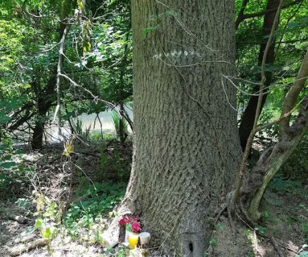 Michael S. Bezega Wetland Observation Area