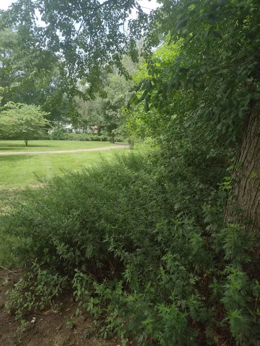 Anthony Terrezza Park Picture 2