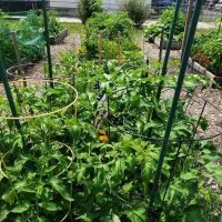 Roselle Park Community Garden ico