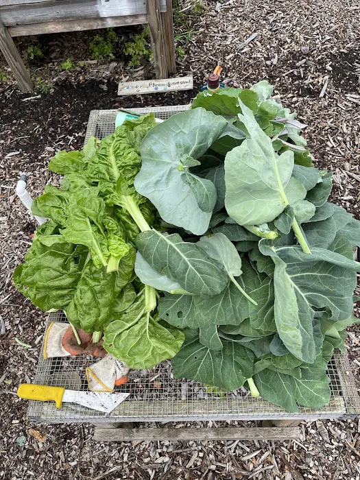 Roselle Park Community Garden Picture 7