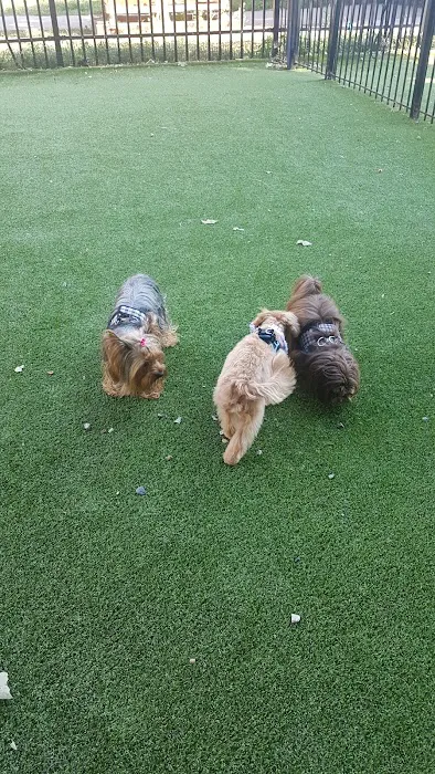 Newport Dog Park Picture 7