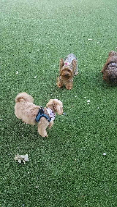 Newport Dog Park Picture 8
