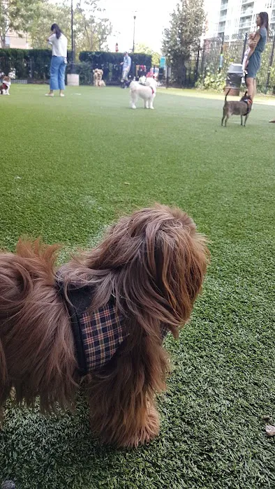 Newport Dog Park Picture 6