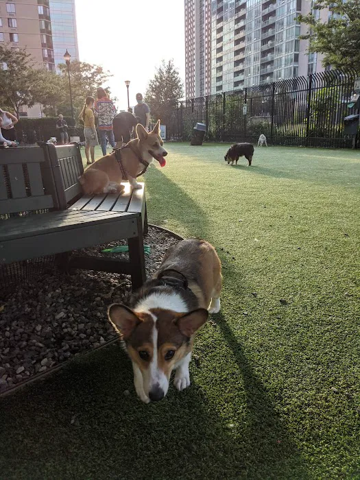 Newport Dog Park Picture 2