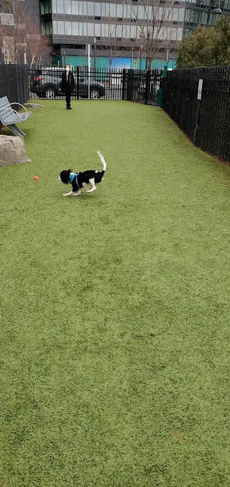 VYV Dog Park Picture 1