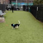 VYV Dog Park