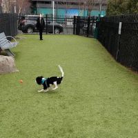 VYV Dog Park ico