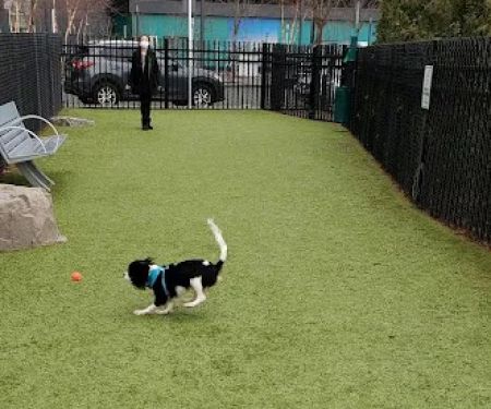 VYV Dog Park