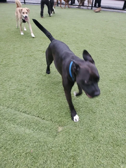 108 First Street Dog Park Picture 10
