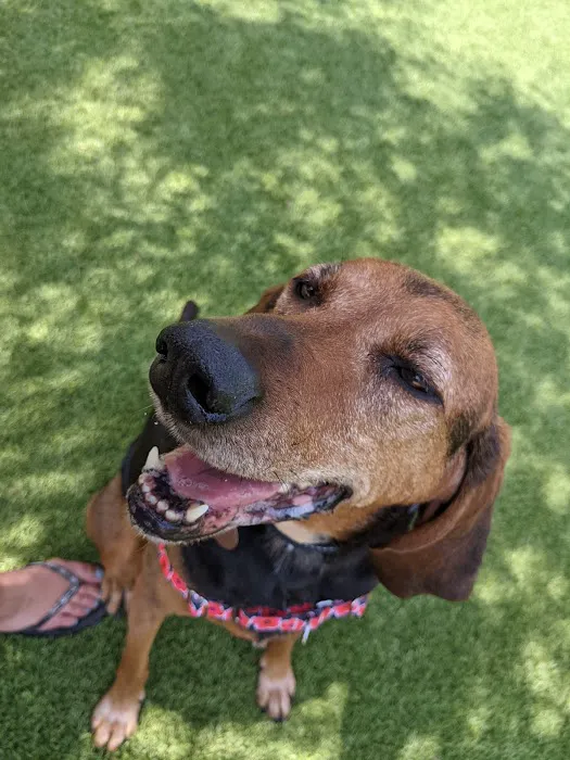 108 First Street Dog Park Picture 6