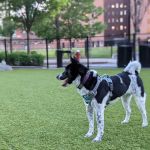 108 First Street Dog Park