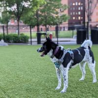 108 First Street Dog Park ico