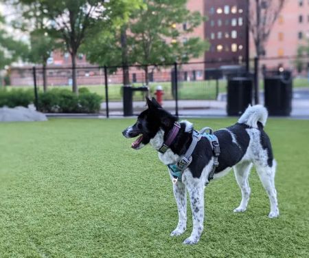 108 First Street Dog Park
