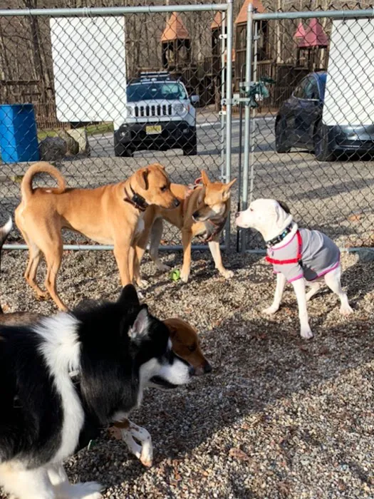 Jefferson Dogpark Picture 4