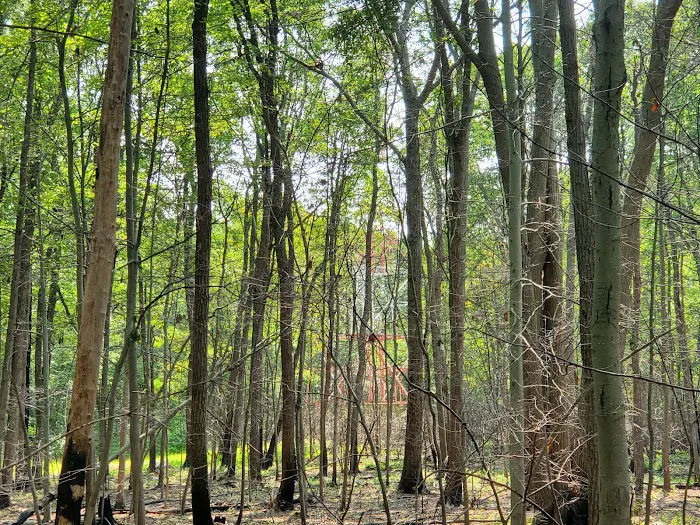 Fire Tower Trail Picture 10