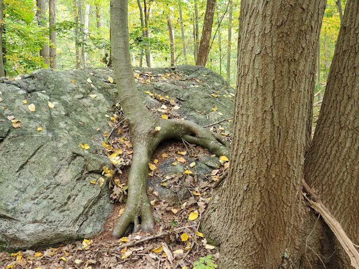 Rockaway River State Wildlife Management Area Picture 9