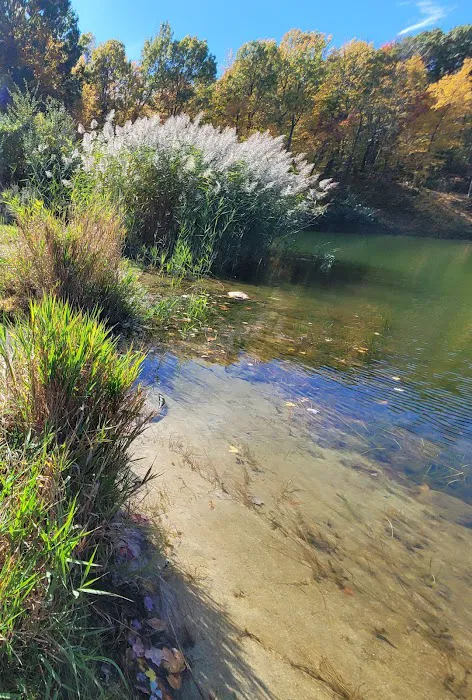 Mount Hope Pond Swimming Area Picture 5