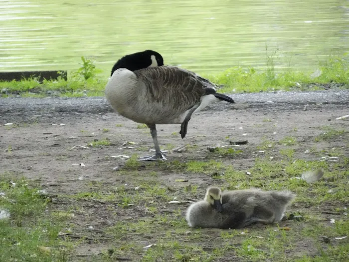 The Pond at Meadowland Park Picture 5