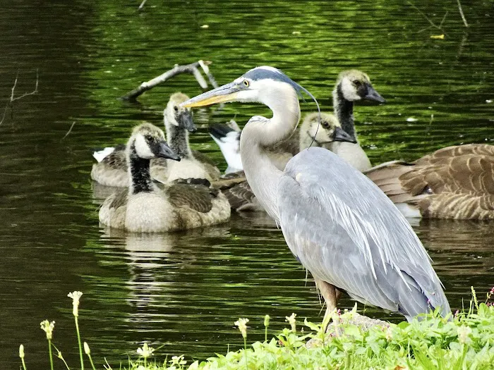 The Pond at Meadowland Park Picture 8
