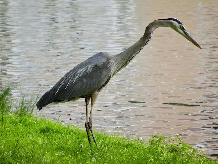 The Pond at Meadowland Park Picture 1