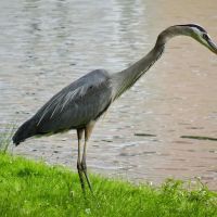 The Pond at Meadowland Park ico