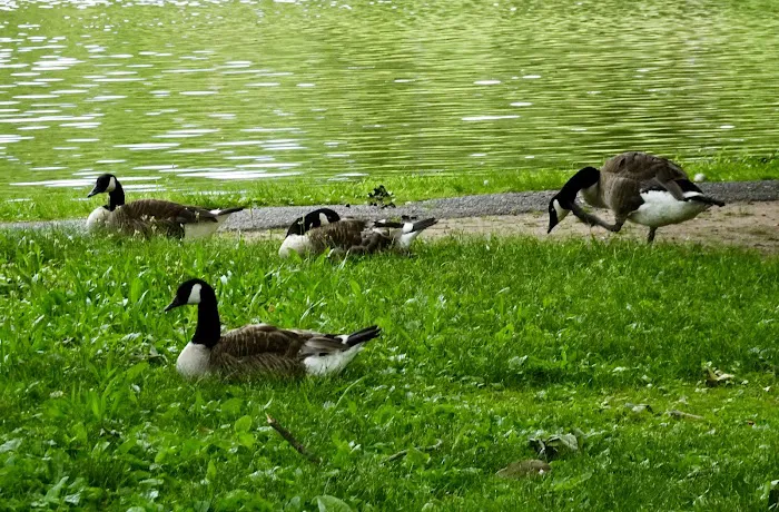 The Pond at Meadowland Park Picture 2