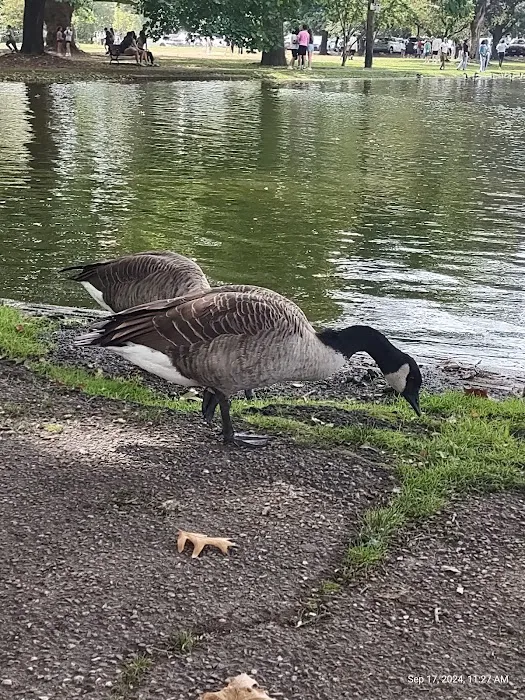 The Pond at Meadowland Park Picture 3