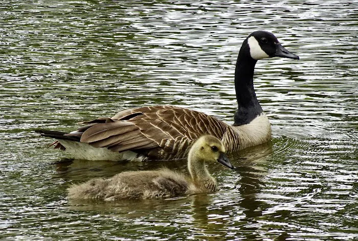 The Pond at Meadowland Park Picture 9
