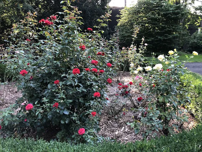 Wallbridge Rose Garden Picture 6