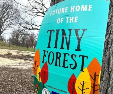 Tiny Forest