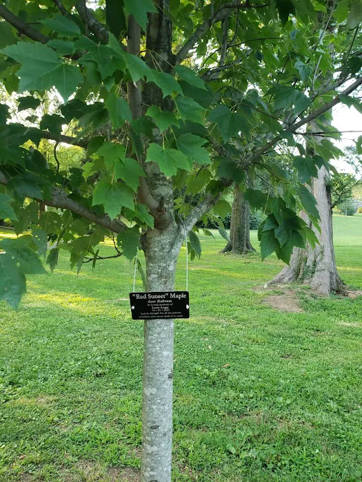 Lucy's Tree Picture 1
