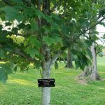 Lucy's Tree
