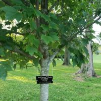 Lucy's Tree ico