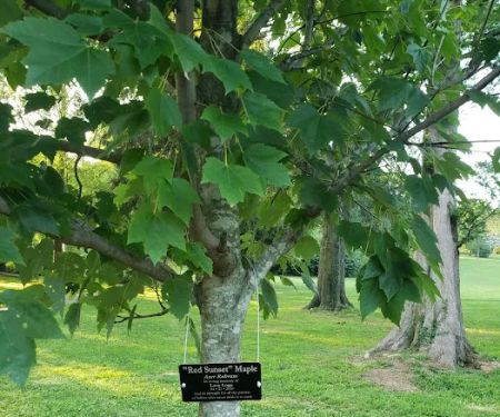 Lucy's Tree
