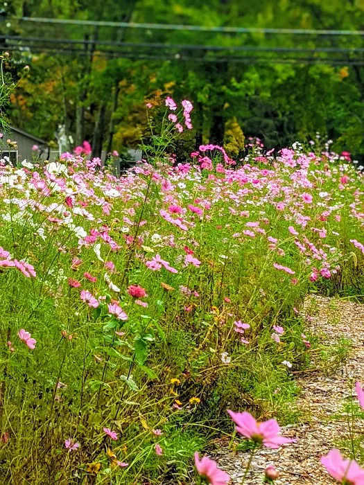 Lidgerwood Park Picture 5
