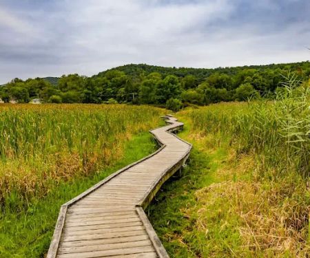 Appalachian Trail Boardwalk