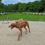 Vernon Dog Park
