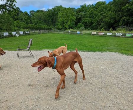 Vernon Dog Park