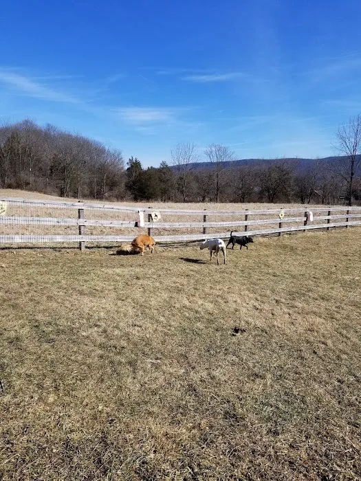 Vernon Dog Park Picture 3