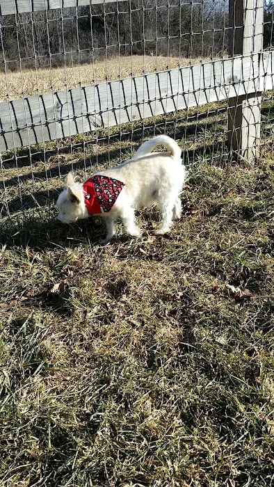 Vernon Dog Park Picture 9