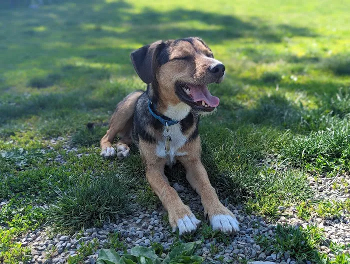 Vernon Dog Park Picture 8