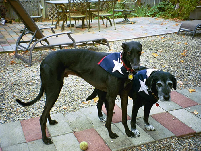 Meadowlark Farm Bed and Breakfast Warwick NY Picture 9