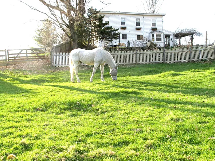 Meadowlark Farm Bed and Breakfast Warwick NY Picture 3