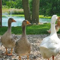 Inn at Stony Creek ico