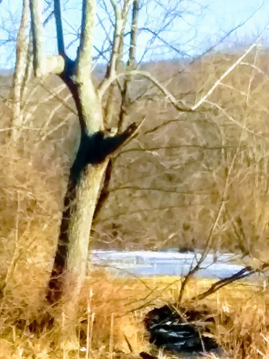 Janet Van Gelder Wildlife Sanctuary Picture 10