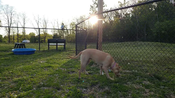 Friends of Beacon Dog Park Picture 1