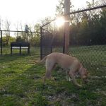 Friends of Beacon Dog Park