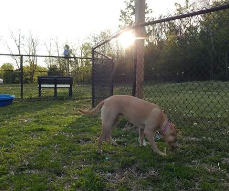 Friends of Beacon Dog Park